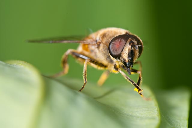 Eristalis tenax M (Syrphidae)